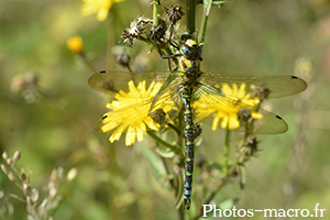 Aeshna cyanea