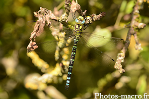 Aeshna cyanea