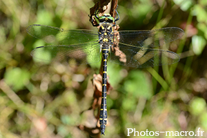 Cordulegaster boltonii