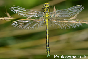 Gomphus graslinii