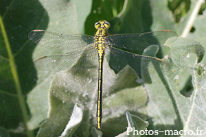 Gomphus graslinii