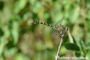 Onychogomphus forcipatus