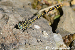 Onychogomphus forcipatus