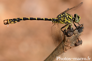 Onychogomphus forcipatus