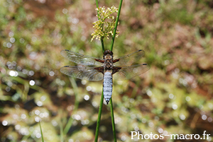 Libellula fulva