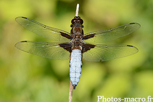 Libellula depressa