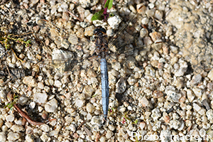 Libellula fulva