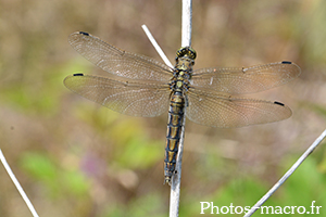 Orthetrum cancellatum