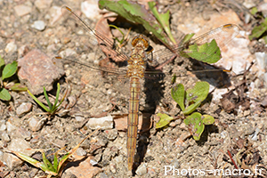 Orthetrum brunneum