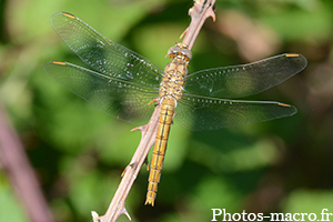 Orthetrum brunneum