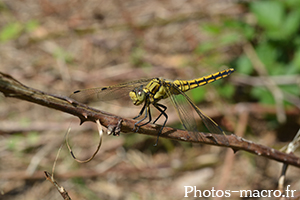 Orthetrum cancellatum