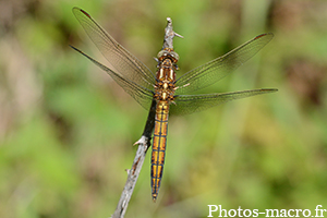 Orthetrum coerulescens