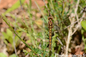 Orthetrum coerulescens