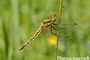 Sympetrum striolatum