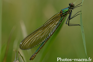 Calopteryx virgo