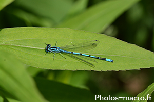 Coenagrion puella