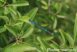 Erythromma lindenii