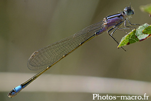 Ischnura elegans