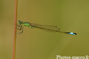 Ischnura elegans