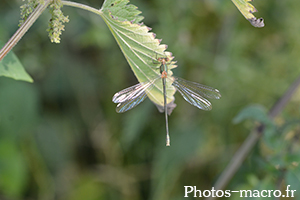 Chalcolestes viridis