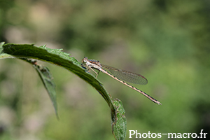 Sympecma fusca