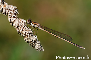 Sympecma fusca