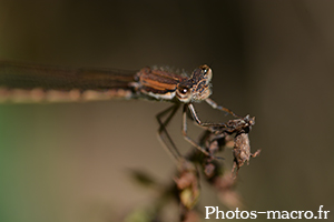 Sympecma fusca