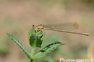 Platycnemis pennipes