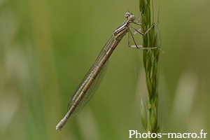 Platycnemis pennipes