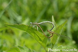 Platycnemis pennipes