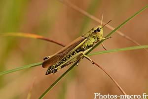 Stethophyma grossum