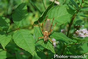 Ephippiger ephippiger