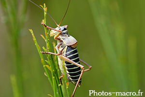 Ephippiger diurnus