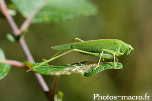 Phaneroptera falcata