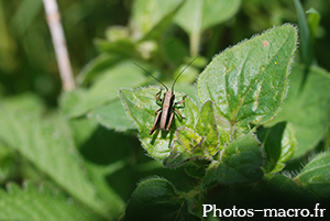 Pholidoptera griseoaptera