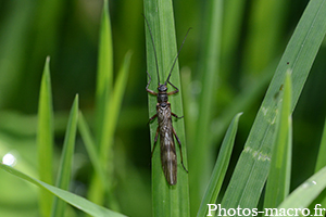 Strophopteryx fasciata