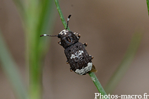 Platystomos albinus