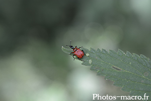 Apoderus coryli