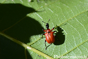 Apoderus coryli