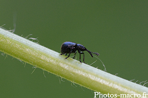 Holotrichapion sp.