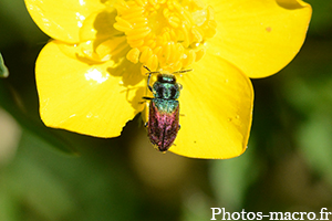 Anthaxia salicis