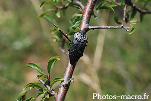 Capnodis tenebrionis