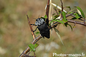 Capnodis tenebrionis