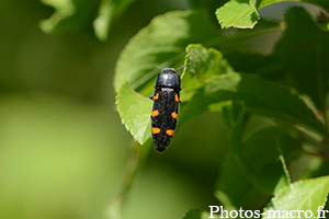 Ptosima undecimmaculata