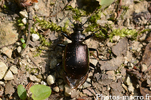 Calosoma inquisitor