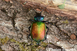 Calosoma sycophanta