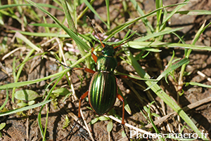 Carabus auratus