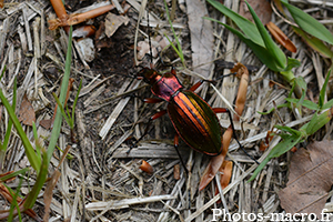 Carabus auronitens