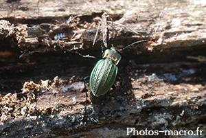 Carabus cancellatus