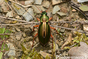 Carabus auratus